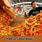 Harga Cabai Rawit Hijau dan Merah Per Kg Hari Ini