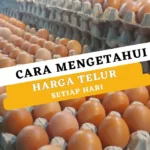 Cara Mengetahui Harga Telur Setiap Hari