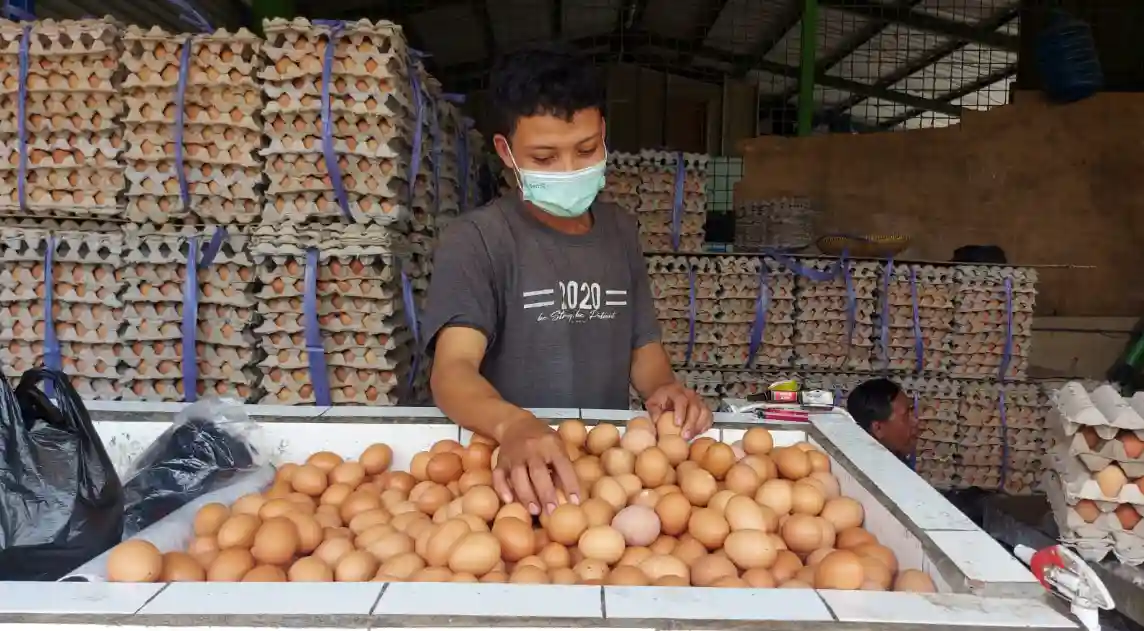 Cara Mengetahui Harga Telur Setiap Hari Terbaru