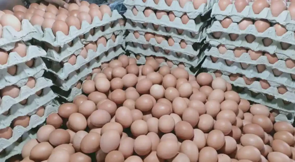 Pihak yang Menetapkan Harga Telur Setiap Hari