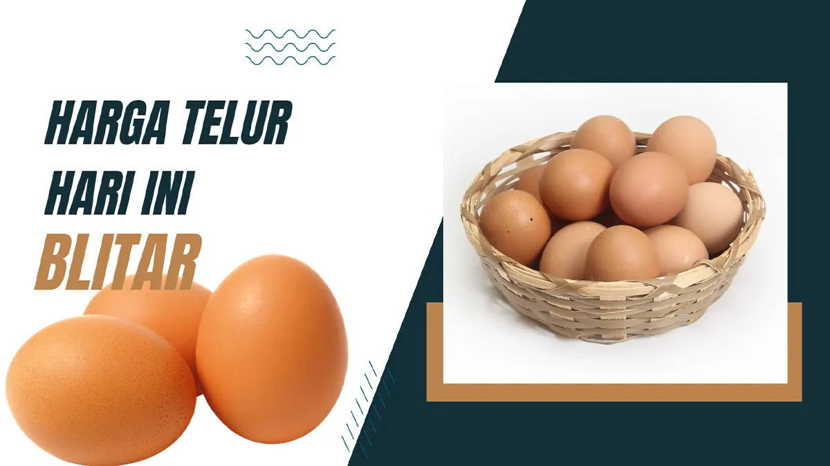 Update Harga Telur Hari Ini Blitar 1 Kg dan Prediksi Besok
